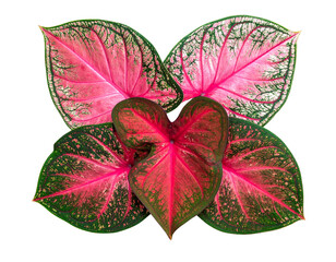 “Variety of Caladium Leaves with Different Sizes and Colors, isolated on a transparent background”.