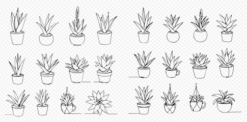 Collection of various potted succulent plants, depicted in a continuous line drawing style.
