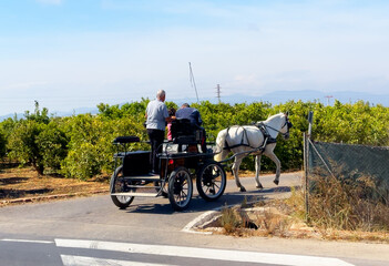 Obraz premium Horse-drawn carriage ride in citrus groves on sunny day in countryside. Horse-drawn carriage traveling on rural road, surrounded by lush citrus orange farm field. Farmer enjoy beautiful weather rural.