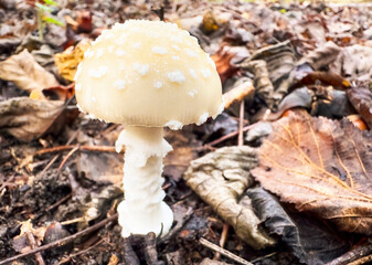 Close-up of a white mushroom growing among autumn leaves on the forest floor.
