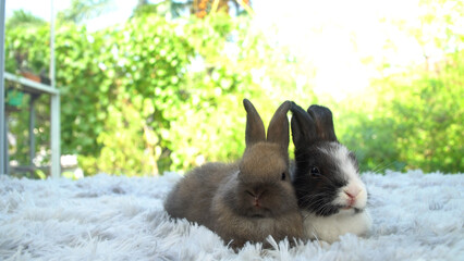 Lovely tiny two rabbits bunny playful sitting together on white carpet over green natural bokeh...