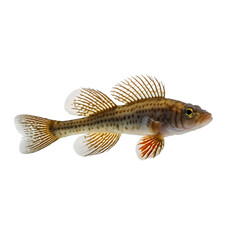 Fototapeta premium Fantail darter isolated on transparent background, a colorful freshwater fish