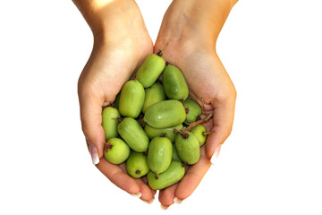 Close-up of female hands holding a handful of fresh hardy kiwi fruits Actinidia arguta. Small green fruits of mini kiwi, also known as baby kiwi or kiwi berry, freshly harvested.
