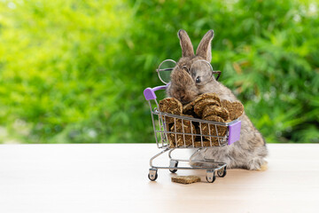 Adorable baby rabbit bunny wear eyeglasses pushing shopping basket cart with cookie carrot standing...