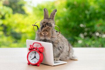 Baby bunny rabbit brown-grey with small laptop and alarm clock sitting on wood. Lovely baby rabbit...