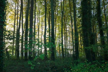 Deciduous woodland, Gloucestershire, England