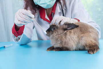 Veterinarian woman wear medical gloves with stethoscope using cotton clean and check up brown bunny eye on table in clinic. Vet doctor check healthy rabbit bunny on table. Animal health care concept