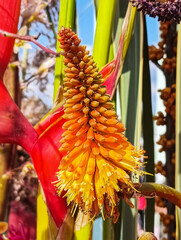 Single red blooming flowers of Aloe candelabra. Arborescent Aloe in the tropical botanical garden.