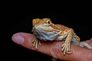 Iguana dragon exocit pet perched on finger man black background. Small pogona reptilian orange white holding finger hand over black background. Exocit pet species iguana.