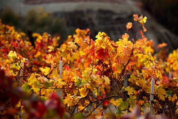 Foliage autunnale nelle Langhe: vigneti piemontesi in un tripudio di colori caldi e suggestivi