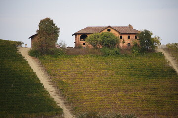 Obraz premium Foliage autunnale nelle Langhe: vigneti piemontesi in un tripudio di colori caldi e suggestivi 