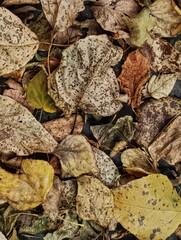 The structure of grass and fallen leaves.