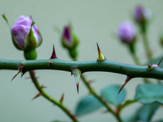 Beauty and Defense Purple Roses with Thorny Stem in Nature