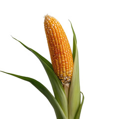 Ear of corn isolated on transparent background, ready for harvest