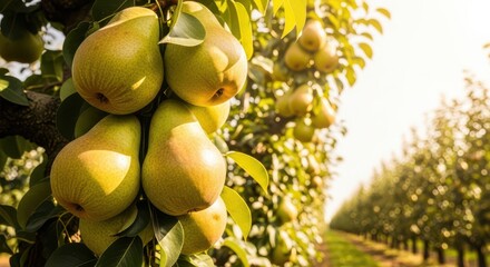 Fresh Ripe Pears Growing On A Tree Branch In An Orchard