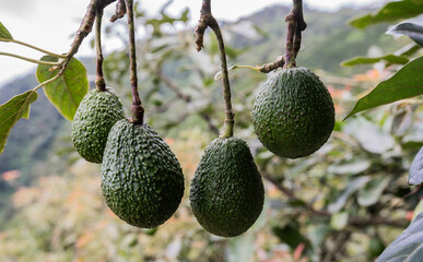 Cuatro aguacates verdes colgando de un árbol en proceso de maduración
