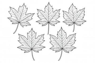 Maple leaf line art drawing set. Fall leaves sketch collection with transparent background