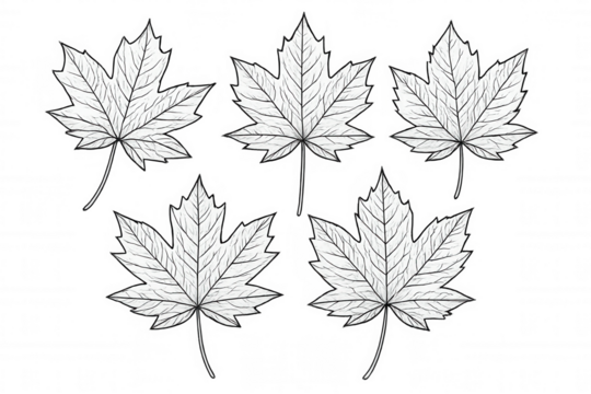 Maple leaf line art drawing set. Fall leaves sketch collection with transparent background