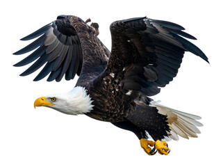 Obraz premium Firefly_Majestic bald eagle in flight isolated on a white background png_
