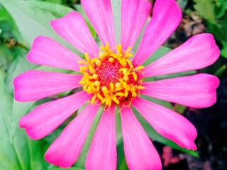Obraz premium Bright Pink Zinnia in Full Bloom