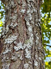 Fototapeta premium Close-up of cracked bark and moss on fruit tree branches. Useful for agriculture, plant pathology, gardening, education, environmental issues, biology projects