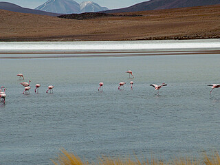 Bolivia,Laguna CanapaThis beautiful high altitude lagoon, located at an altitude of about 4000m, is known for its crystal clear blue waters surrounded by rugged mountain peaks and volcanic formations.