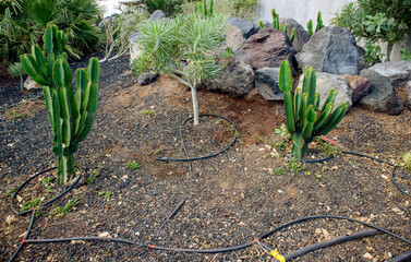 The cactus drip irrigation system hose ensures efficient watering in the park garden on Tenerife...