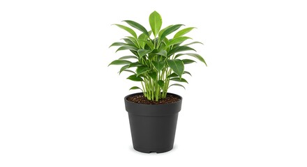 Fototapeta premium Green plant in black pot