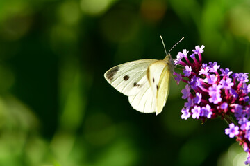 cabbage butterfly on flower of a thistle