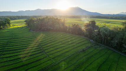Breathtaking aerial view of vibrant green terraced rice fields, surrounded by lush forest and a majestic mountain under the golden light of sunrise. Perfect for travel and nature themes.

