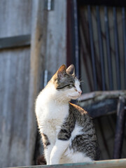 日差しを浴びる猫