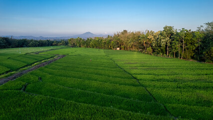 Wide-angle view of lush rice fields with Mount Ebulobo in the distance under a clear blue sky. Morning sunlight enhances the vibrant green and tranquil countryside landscape.