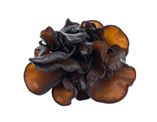 “Fresh Black Jelly Ear Mushrooms Cluster, isolated on a transparent background”.