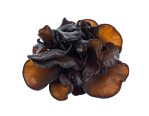  “Fresh Black Jelly Ear Mushrooms Cluster, isolated on a transparent background”.