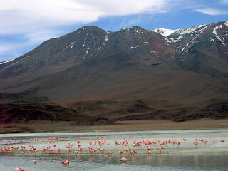 Bolivia,Laguna CanapaThis beautiful high altitude lagoon, located at an altitude of about 4000m, is known for its crystal clear blue waters surrounded by rugged mountain peaks and volcanic formations.