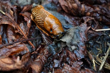 Snail in the autumn forest. On a leaf.