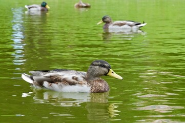 Duck swimming in a lake with other ducks in the background.