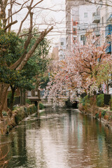 Naklejka premium Nishikawa Greenway Park in Okayma, Japan