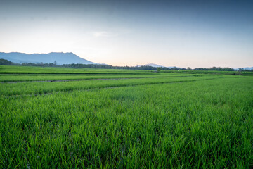 Fototapeta premium A serene view of lush green rice fields with a mountain in the background during the soft morning light. Capturing the beauty of rural landscapes in Flores, Indonesia.