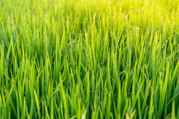 Close-up of young rice plants with fresh morning dew under sunlight. Ideal for agriculture, farming, organic food, rural life, and eco-friendly themes. Symbol of growth, harvest, and sustainability.
