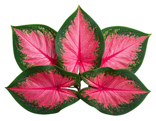 “Collection of Colorful Caladium Leaves, isolated on a transparent background”.