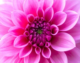 Close-up of a vibrant pink dahlia (2)