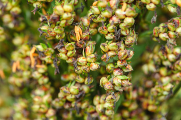 Sorghum crops in the farm