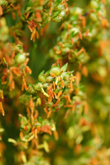 Sorghum crops in the farm