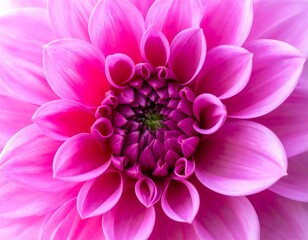 Close-up of a vibrant pink dahlia (8)