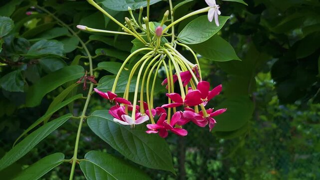 A bunch of red and white beautiful flowers on green tree with big dark green leaves, swaying with the wind forms a lush look. The leaves add density to the scene.