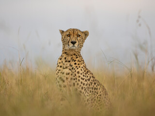 cheetah in the savannah