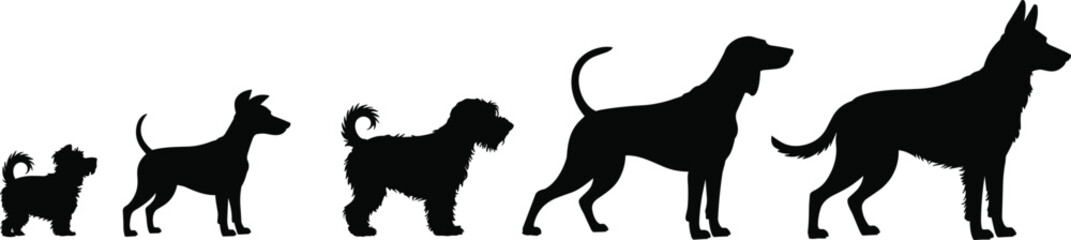 Silhouette evolution of dog growth stages from puppy to adult, pet development, animal life cycle, domestic dogs, black profile illustration