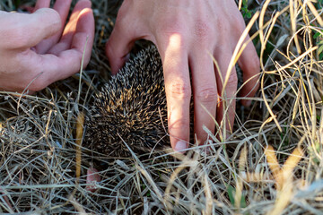 Young man found wild hedgehog in dry grass and wants to pick it up. He treats it with piece of sausage. Autumn, November, steppe, sunset