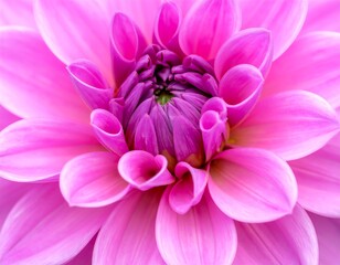 Close-up of a vibrant pink dahlia flower (1)